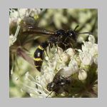 Symmorphus bifasciatus - Lehmwespe 09.jpg